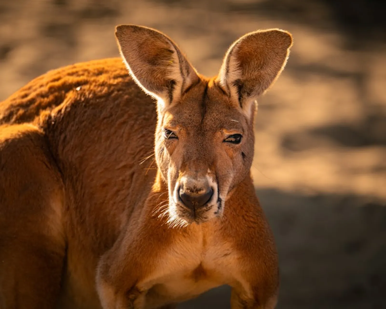 babboe mot winther kangaroo